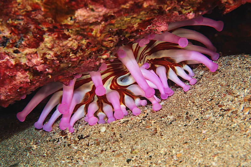 Lanzarote: Small-Group Discover Scuba Diving Costa Teguise - The Lanzarote Dive Site in Shallow Waters