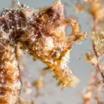 Lanzarote: SSI Scuba Diver Course with 2 Ocean Dives - The Pool Session: Learning the Basics Safely