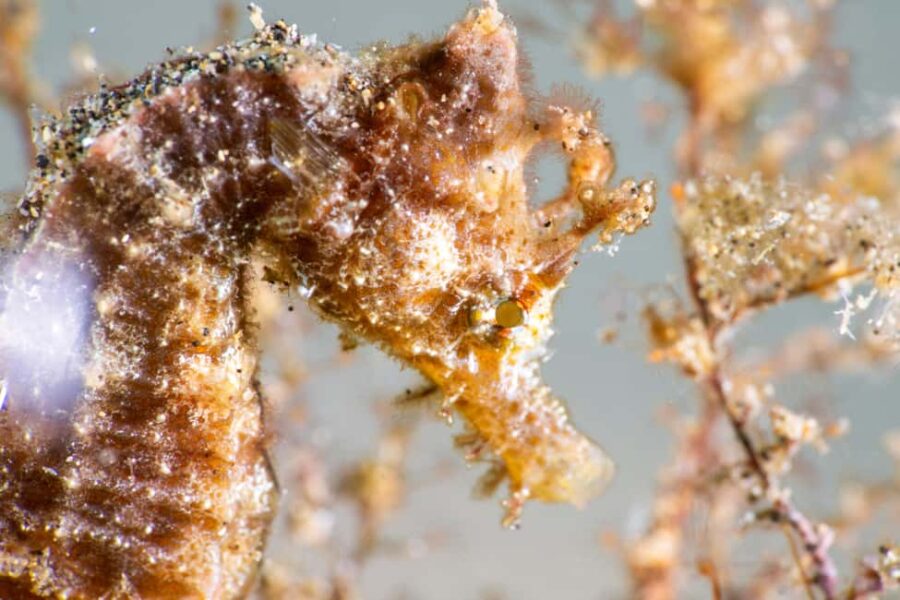 Lanzarote: SSI Scuba Diver Course with 2 Ocean Dives - The Pool Session: Learning the Basics Safely