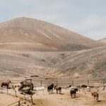 Lanzarote: Volcanic Landscape Horseback Riding Tour - The Guided Tour and Safety Briefing