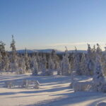 Lapland: A Day at a Traditional Log Cabin & Snowshoe Trek - Snowshoe Trekking in the Forest: Spotting Wildlife Tracks