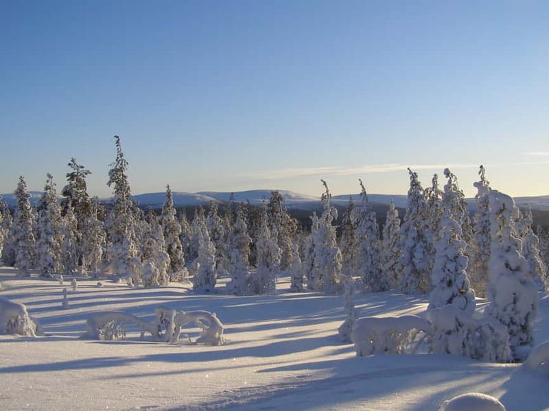 Lapland: A Day at a Traditional Log Cabin & Snowshoe Trek - Snowshoe Trekking in the Forest: Spotting Wildlife Tracks