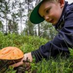 Lapland Berry Day Experience - Starting Point and Schedule in Rovaniemi