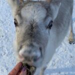 Lapland Reindeer and Husky Safari from Levi - Enjoying the Warm Drinks and Cultural Stories
