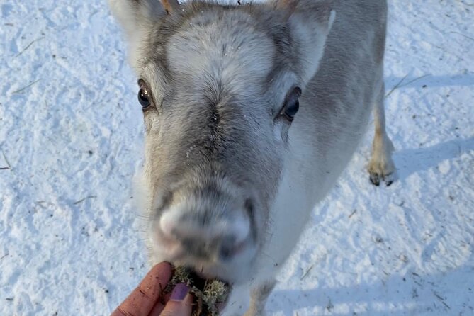 Lapland Reindeer and Husky Safari from Levi - Enjoying the Warm Drinks and Cultural Stories