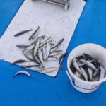 Larnaca: Private Fishing - Traditional Explorer N Vessel - The Charm of the Traditional Explorer N Vessel