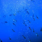 Larnaca: Yellow Submarine Swim Cruise with Unlimited Drinks - Departure Point at Larnaca Marina