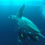 Larnaca: Zenobia Qualified Divers - The Zenobia Wreck: A Highlight for Advanced Divers