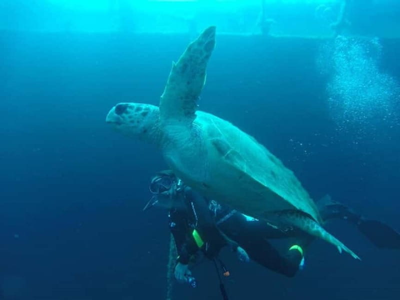 Larnaca: Zenobia Qualified Divers - The Zenobia Wreck: A Highlight for Advanced Divers