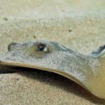 Las Canteras Scuba Diving - Exploring Las Canteras’ Marine Ecosystem