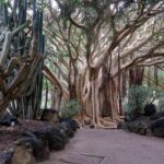 Las Palmas, Botanical Garden & Bandama Crater tour - Gran Canaria - Discovering the Historic Streets of Vegueta