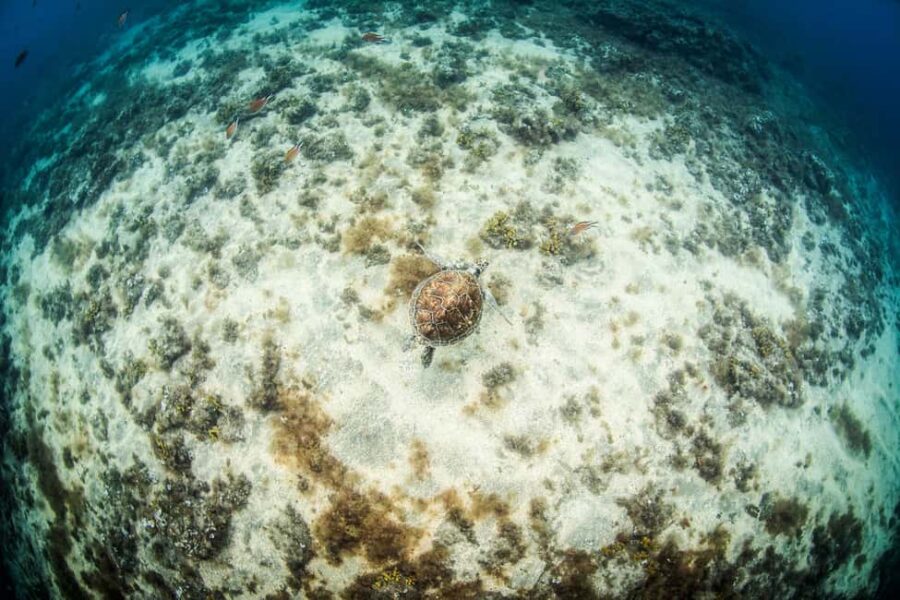 Las Palmas: Survival Apnea Course - Key Points