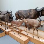 Lausanne: Private Walking Tour with a Local Guide - The Tour Starts Right in Lausanne