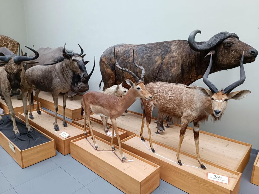 Lausanne: Private Walking Tour with a Local Guide - The Tour Starts Right in Lausanne