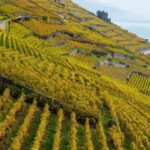 Lavaux Wine and Vineyard Experience with Boat Cruise - Exploring Saint-Saphorin: A Picturesque Swiss Village