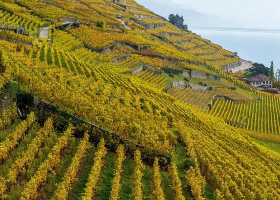 Lavaux Wine and Vineyard Experience with Boat Cruise - Exploring Saint-Saphorin: A Picturesque Swiss Village