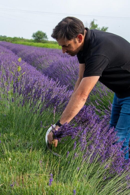 Lavender picking & distillation between NîmesArles - Discover the Provençal Lavender Fields