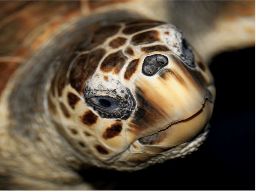 Le Grau-du-Roi: Seaquarium Skip-the-Line Entrance Ticket - Discover the Marine Life of the Mediterranean in Detail