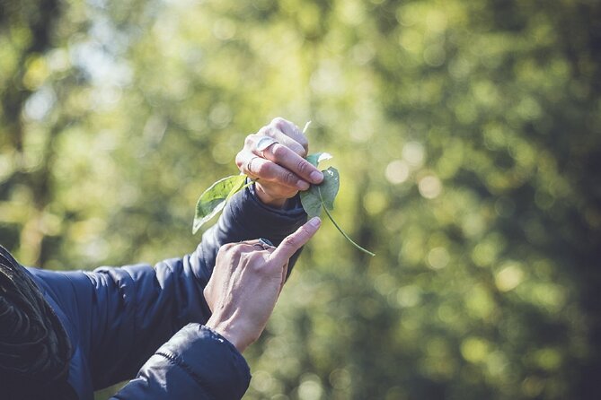 Learn to forage in Llangollen - Learning the Basics of Safe Foraging