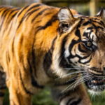 Leicestershire: Twycross Zoo Entry Ticket - How to Book and What the Ticket Includes