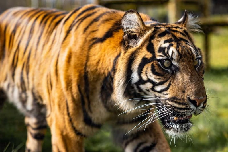 Leicestershire: Twycross Zoo Entry Ticket - How to Book and What the Ticket Includes