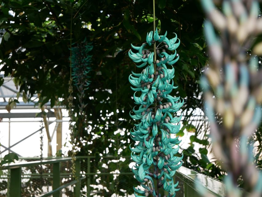 Leiden: Hortus botanicus Leiden Entry Ticket - Exploring the Garden’s Iconic Plants and Collection