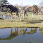 Leipzig Zoo: Entry Ticket - Exploring Gondwanaland’s Tropical Rainforest