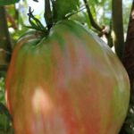 Lemon & sea food cooking class at local's home - The Charm of a Home-Based Cooking Class in Positano