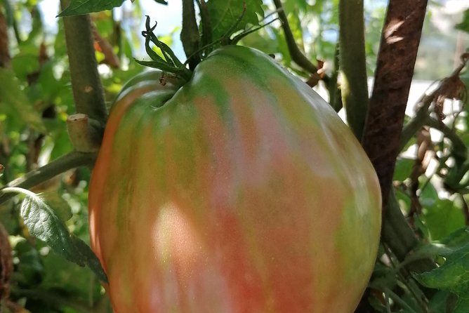 Lemon & sea food cooking class at local's home - The Charm of a Home-Based Cooking Class in Positano