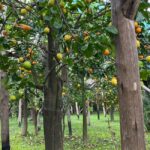 Lemon Tour with Lunch/Dinner - Starting Point and Practical Details