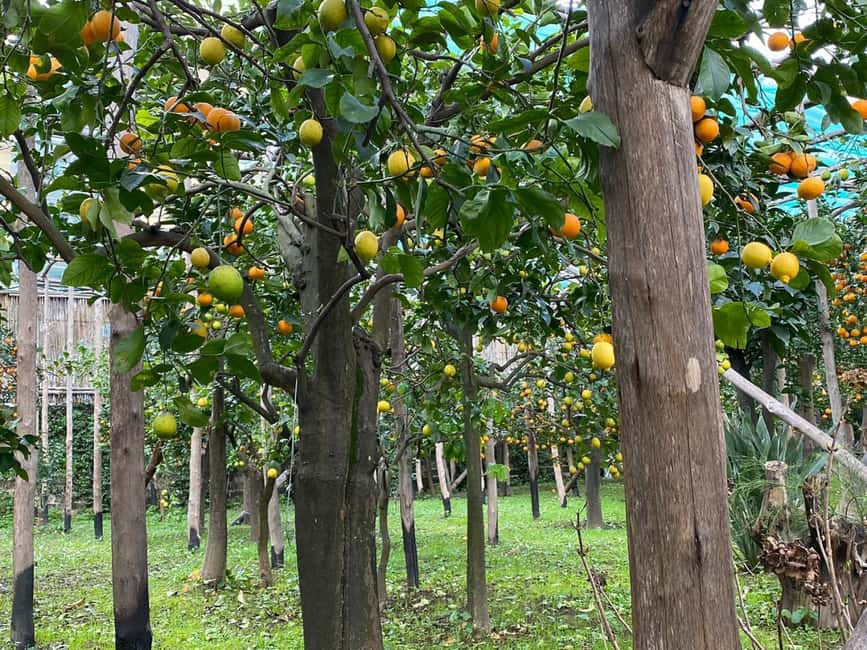 Lemon Tour with Lunch/Dinner - Starting Point and Practical Details