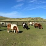Lerwick: Shetland Pony Express - Starting Point at the Esplanade in Lerwick
