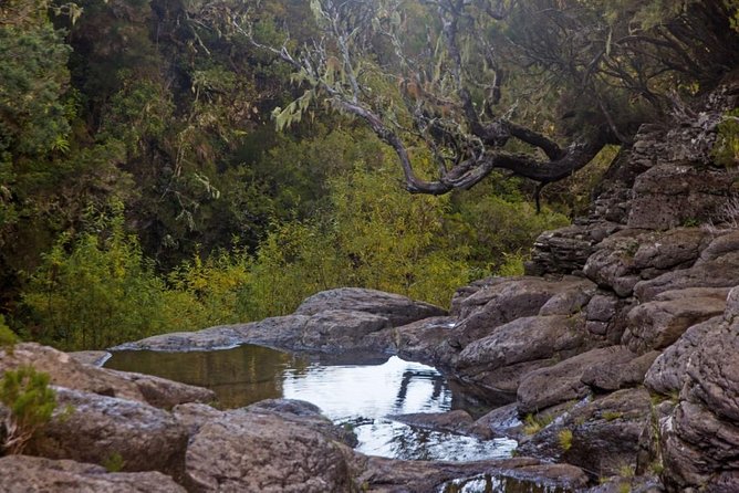 Levada do Alecrim - Rosemary Levada (Full Day Walk) - Starting Point and Transportation Convenience