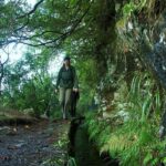 Levada Walk and Caldeirao Verde Waterfalls: Madeira - Exploring Madeira’s Famous Levada Channels