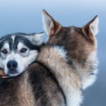 Levi: 7 km Self-Drive Husky Sledding Adventure - Meeting in Levi and Transportation Logistics