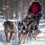 Levi: Arctic Combo  Husky & Reindeer Ride - What to Bring for Arctic Comfort