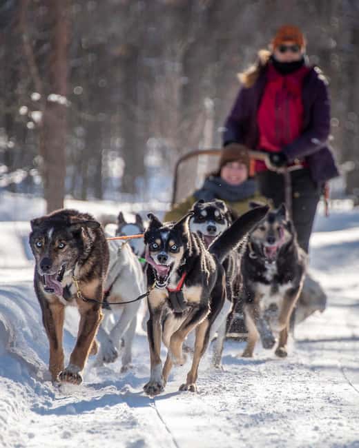 Levi: Arctic Combo  Husky & Reindeer Ride - What to Bring for Arctic Comfort