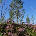 Levi: Berry Picking - Superfoods from Nature - Starting Point and Meeting Logistics at Muoniontie 955