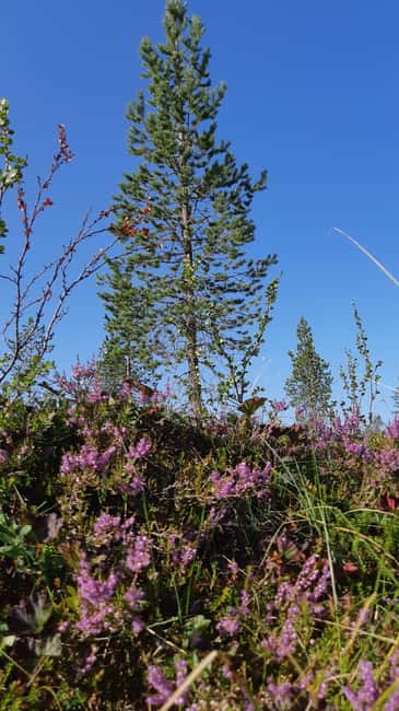 Levi: Berry Picking - Superfoods from Nature - Starting Point and Meeting Logistics at Muoniontie 955