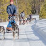 Levi: Evening Husky Sled Ride under the Northern Lights - Scenic Husky Sled Ride through Arctic Forests
