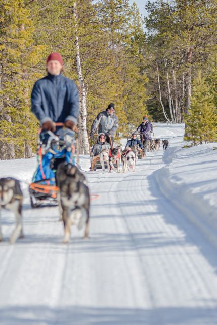 Levi: Evening Husky Sled Ride under the Northern Lights - Scenic Husky Sled Ride through Arctic Forests