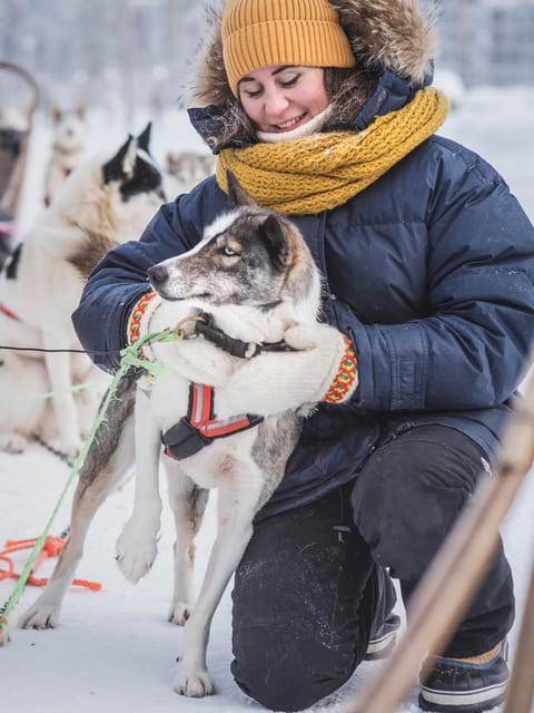 Levi: Guide-driven Husky Safari - The One-Hour Guided Dogsled Journey Through Arctic Wilderness