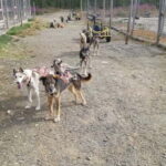 Levi: Husky cart tour- Midnight Sun & Autumn Northern Lights - What Happens During the Husky Cart Experience