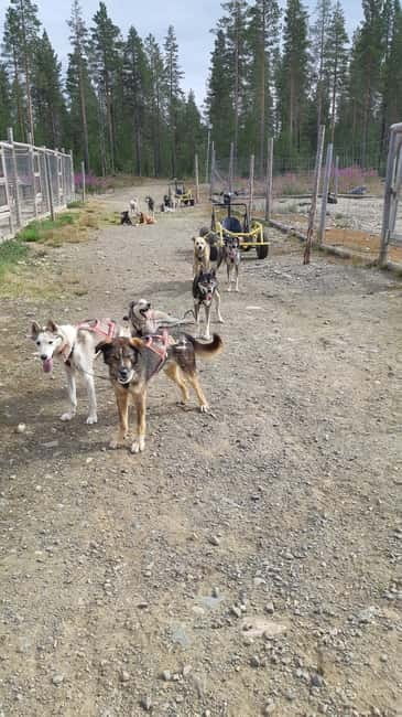 Levi: Husky cart tour- Midnight Sun & Autumn Northern Lights - What Happens During the Husky Cart Experience