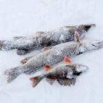 Levi: Ice Fishing by Snowmobile - Expert-Led Ice Fishing Lessons on a Frozen Lake