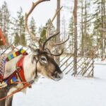 Levi: Lapland Reindeer Safari - Visiting a Working Reindeer Farm in Levi
