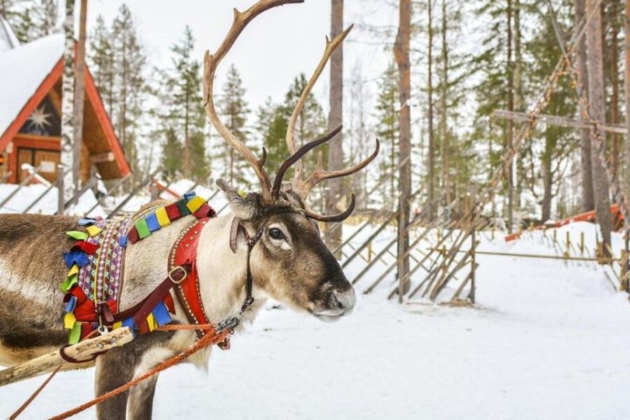 Levi: Lapland Reindeer Safari - Visiting a Working Reindeer Farm in Levi