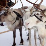 Levi: Meet Reindeer and Visit Husky Kennel - Visiting the Husky Kennel Near Levi