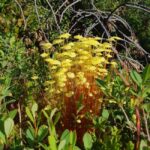 Levi: Nature Walk with Birds, Animals, and Plants - What You Will See During the Nature Walk