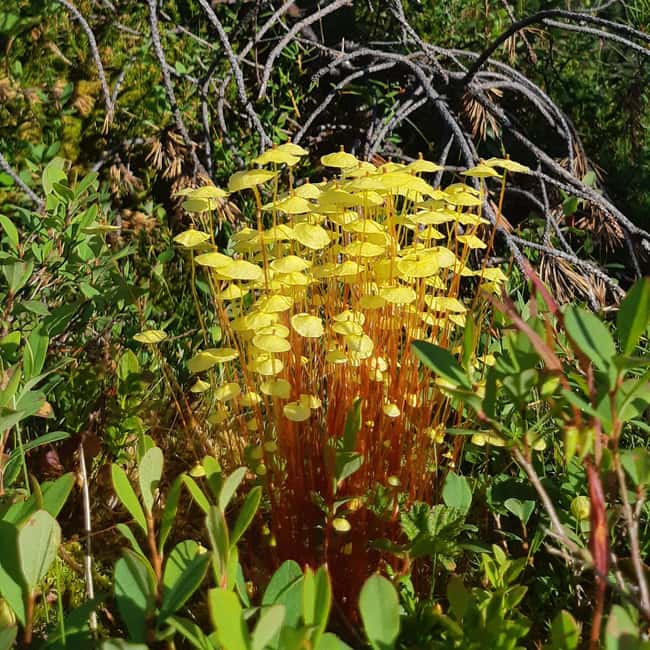 Levi: Nature Walk with Birds, Animals, and Plants - What You Will See During the Nature Walk